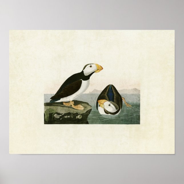 Platte 293 | Puffsänger mit Großbildern | Vögel in Poster (Vorne)