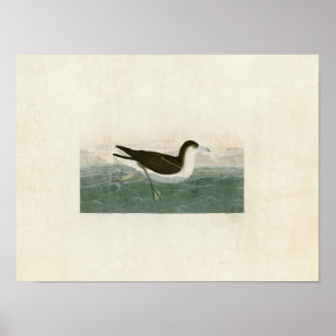 Platte 299   Dusky Petrel   Vögel in Amerika Poster