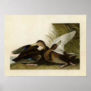 Platte 302   Dusky Duck   Vögel in Amerika Poster