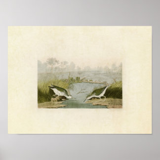 Platte 310 | Gepunktet Sandpiper | Vögel in Amerik Poster