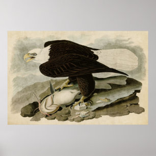 Platte 31 Weißkopfadler Vögel in Amerika Poster