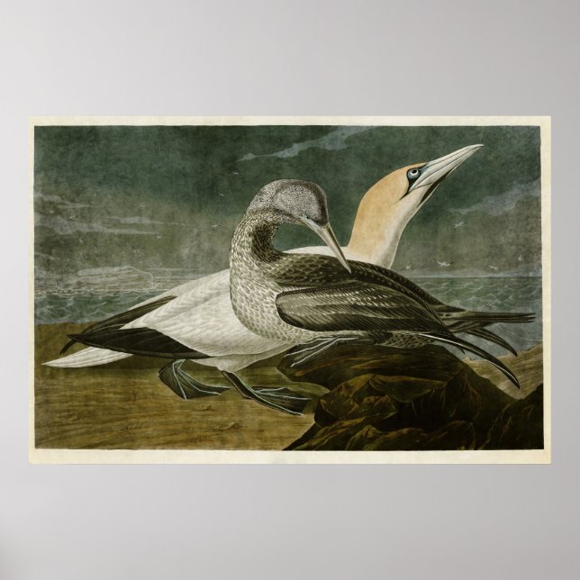 Platte 326 | Gannet | Vögel in Amerika Poster (Vorne)