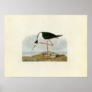 Platte 328 Lang-Bär Vögel in Amerika Poster