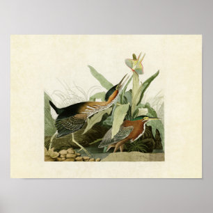 Platte 333 Grüne Herde Vögel in Amerika Poster