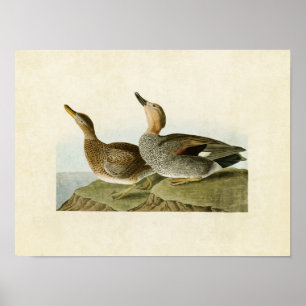Platte 348   Gadwall Duck   Vögel in Amerika Poster