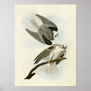 Platte 352 Schwarzer Flügeldrachen Vögel in Am Poster