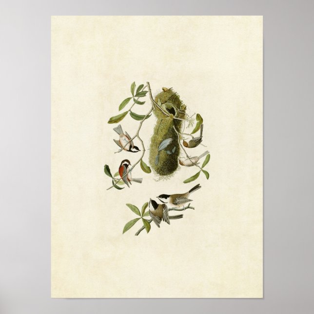 Platte 353 | Kastaniengedeckte Titmaus Poster (Vorne)