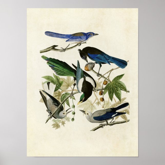 Platte 362 | Gelbbillige Magpie & Stellers Jay Poster (Vorne)