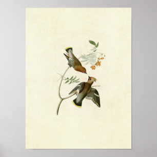 Platte 363   Bohemischer Chatterer   Vögel in Amer Poster