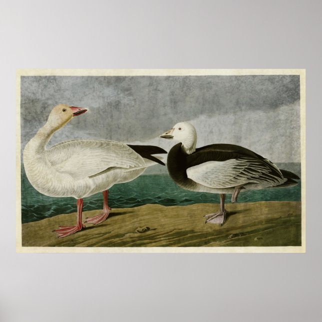 Platte 381 | Schneegänse | Vögel in Amerika Poster (Vorne)