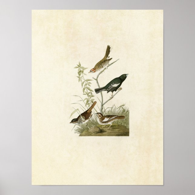 Platte 390 | Lark Finch, Prairie Finch & Sparrow Poster (Vorne)