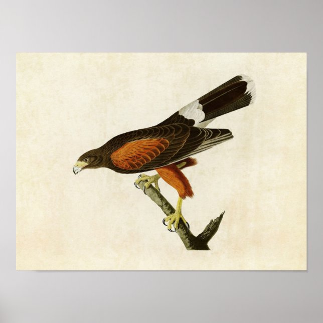 Platte 392 | Louisiana Hawk | Vögel in Amerika Poster (Vorne)