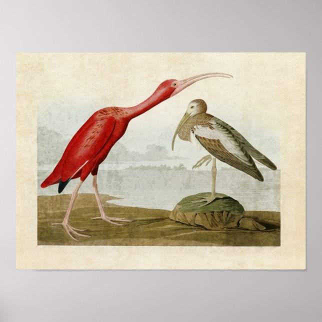 Platte 397 | Scarlet Ibis | Vögel in Amerika Poster (Vorne)