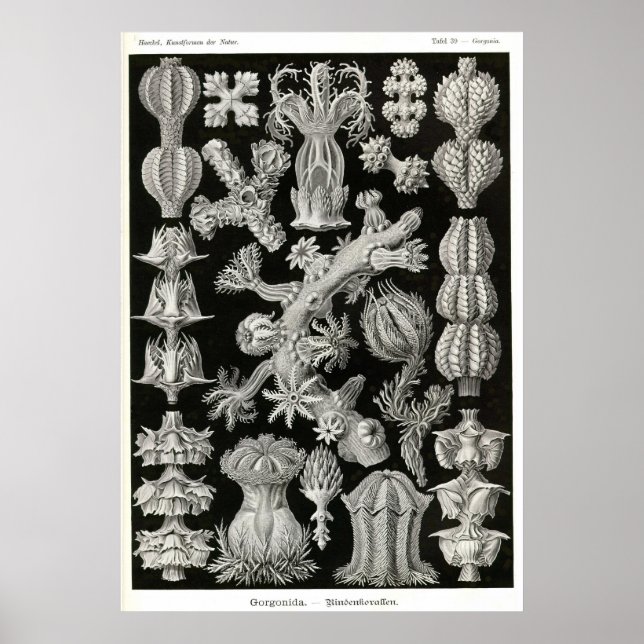 Platte 39 Gorgonia Poster (Vorne)