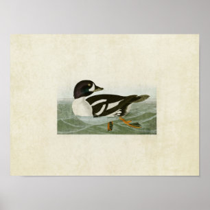 Platte 403   Golden-Eye-Ente   Vögel in Amerika Poster