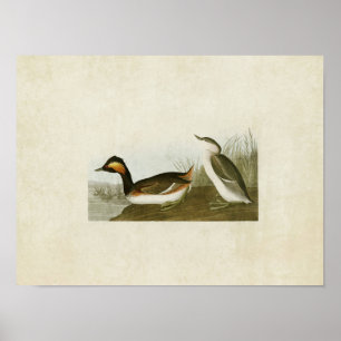 Platte 404   Eared Grebe   Vögel in Amerika Poster