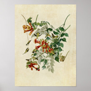 Platte 47   Ruby-Throated Hummingbird Poster