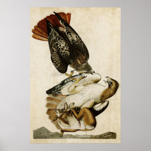 Platte 51   Rotschwanzfalken   Vögel in Amerika Poster