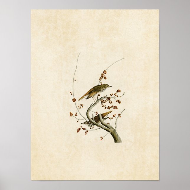 Platte 58 | Hermit Thrush | Vögel in Amerika Poster (Vorne)