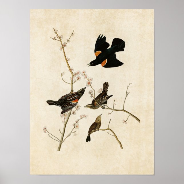 Platte 67 | Roter Flügeldrachen oder Marsh Blackbi Poster (Vorne)