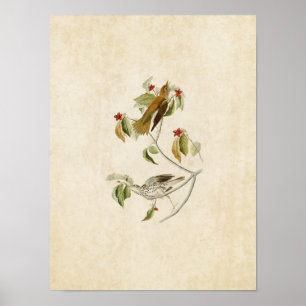 Platte 73 Wood Thrush Vögel in Amerika Poster