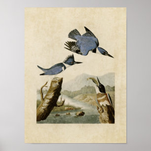 Platte 77   Quitte Kingfisher   Vögel in Amerika Poster