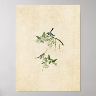 Platte 84 | Blaugrauer Flycatcher | Vögel in Ameri Poster