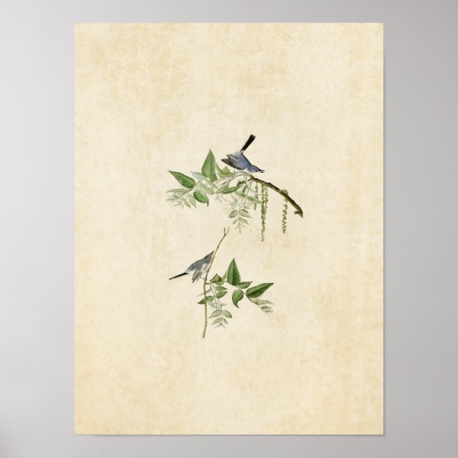 Platte 84 | Blaugrauer Flycatcher | Vögel in Ameri Poster (Vorne)