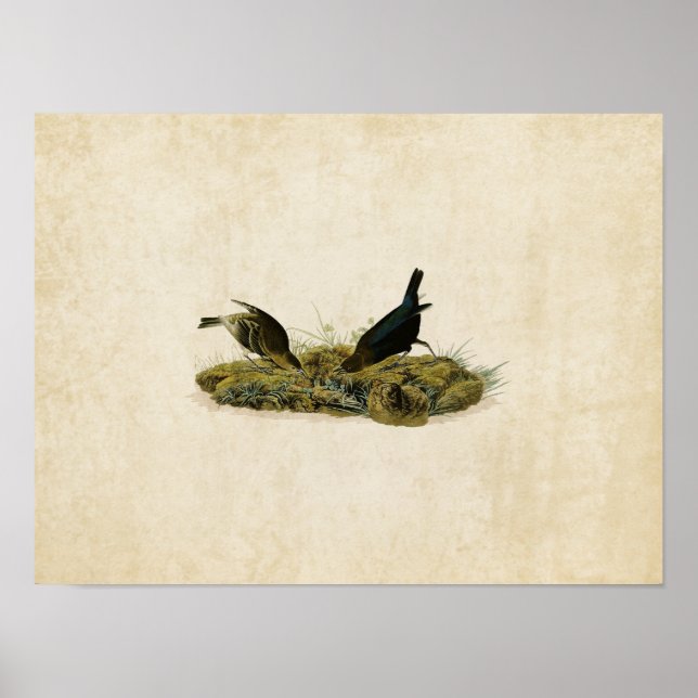Platte 99 | Kuhpen Bird | Vögel in Amerika Poster (Vorne)