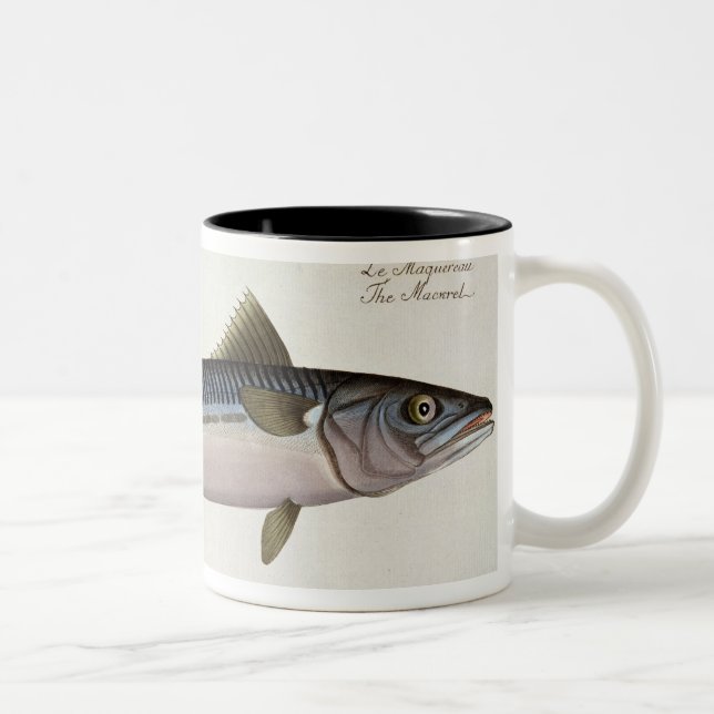 Platte LIV der Makrele (ScomberScomber) von Zweifarbige Tasse (Rechts)