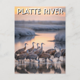 Platte River Sandhill-Kraniche Nebraska Reise Postkarte