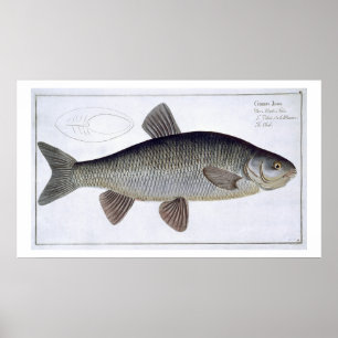 Platte VI des Döbels (Cyprinus Jeses) von Poster