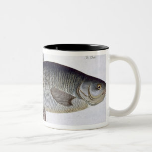 Platte VI des Döbels (Cyprinus Jeses) von Zweifarbige Tasse