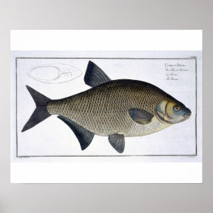 Platte XIII des Brachsens (CyprinusBrama) von Poster