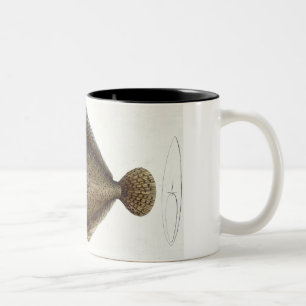 Platte XLIX des Steinbutts (Pleuronectes Maximus) Zweifarbige Tasse