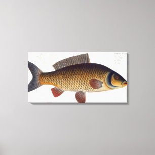 Platte XVI des Karpfens (Cyprinus Carpio) von Leinwanddruck