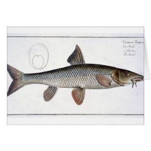 Platte XVIII des Barbel (Cyprinus Barbus) von