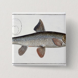 Platte XVIII des Barbel (Cyprinus Barbus) von Button