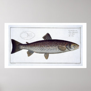 Platte XXI der Seeforelle (Salmo Trutta) von Poster