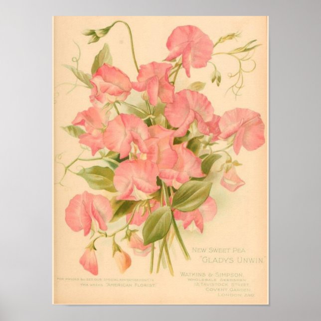 Platterbsen Blume Poster (Vorne)