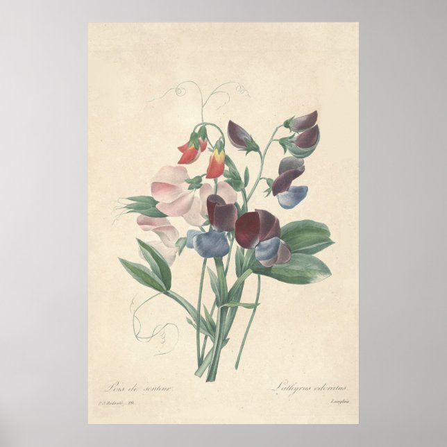 Platterbsen Canvas Print Poster (Vorne)