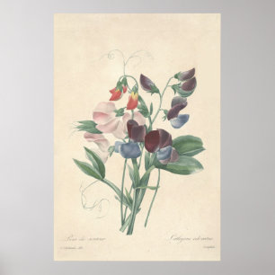 Platterbsen-Leinwand-Druck Poster