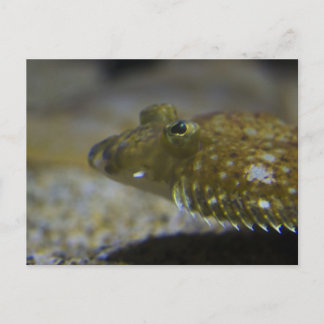 Plattfisch Postkarte