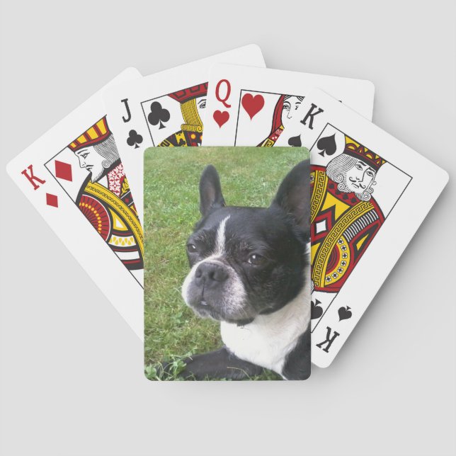 Plattform der Spielkarten, mit Boston-Terrier Spielkarten (Rückseite)