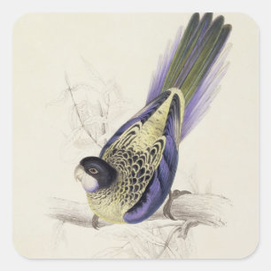 Platycercus Brownii oder Brown's Parrakeet (Plate Quadratischer Aufkleber