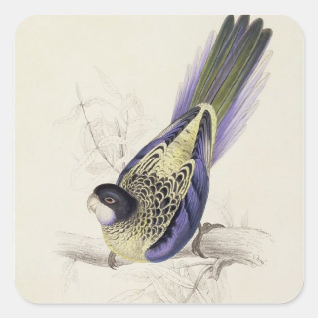 Platycercus Brownii oder Brown's Parrakeet (Plate  Quadratischer Aufkleber (Vorderseite)