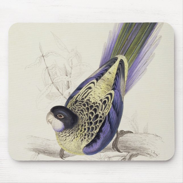 Platycercus Brownii oder Browns Parrakeet (Platte Mousepad (Vorne)