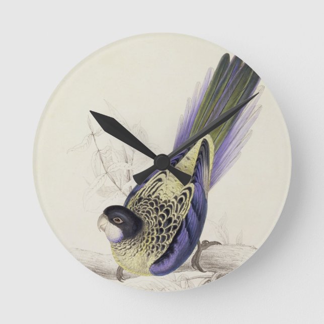 Platycercus Brownii oder Browns Parrakeet (Platte Runde Wanduhr (Vorderseite)