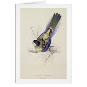 Platycercus Brownii, ou Parrakeet de Brown (plat 2