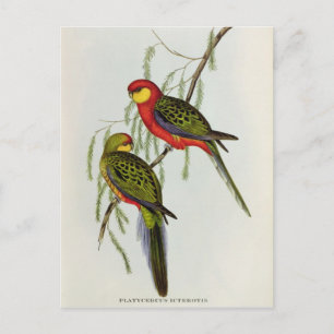 Platycercus Icterotis Postkarte